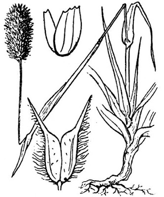 Codolina alpina Codolina alpina