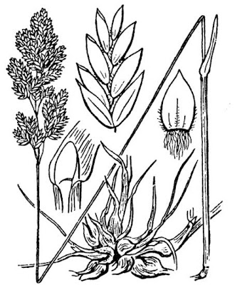 Grama cebollera