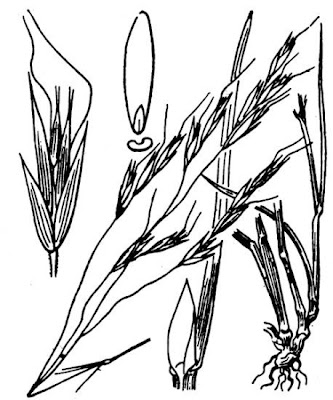 Ventenata,
North Africa grass