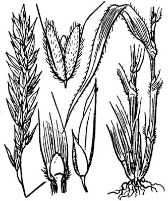 Vernal Grass