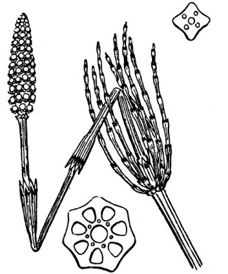Equisetum palustre L.