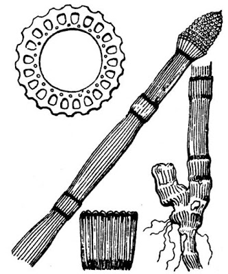 Equisetum hyemale L.