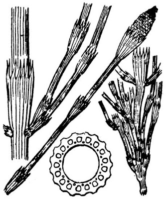 Equisetum ramosissimum Desf.