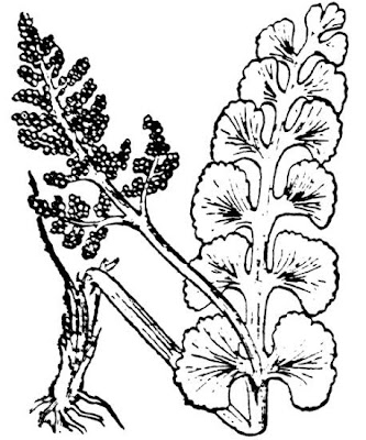 Botrychium lunaria,
Botrichio,
common moonwort,
moonwort,
Moonwort Fern,
moonwort grapefern