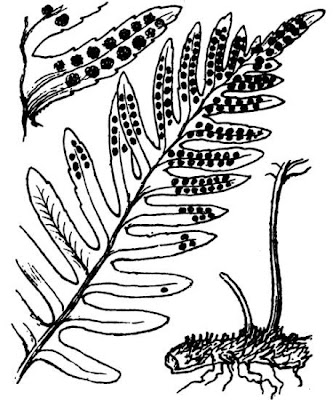 Wall fern Wall fern