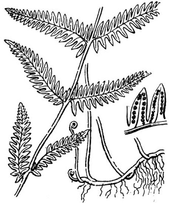 Marsh fern Marsh fern