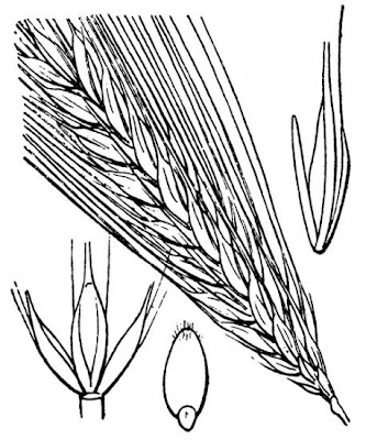 Cereal barley Cereal barley