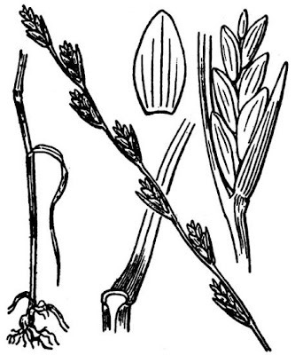 Flaxfield Ryegrass