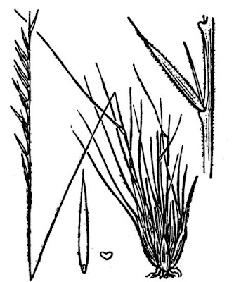 Nardus stricta,
Cervino,
matgrass,
Moor Mat Grass,
moor matgrass,
nard grass