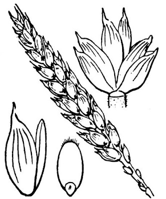 Frumento