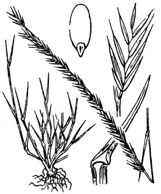 Nardurus maritimus,
,
Festuca unilaterale
