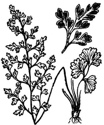 Jersey Fern
