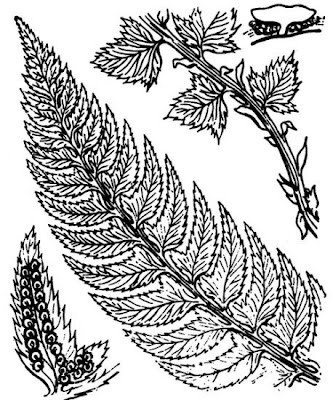 Polystichum lonchitis (L.) Roth