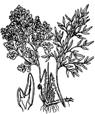 Parsley fern Parsley fern