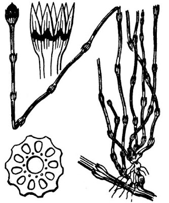 Equisetum variegatum Schleicher