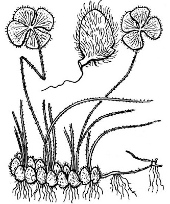 Marsilea strigosa Willd.