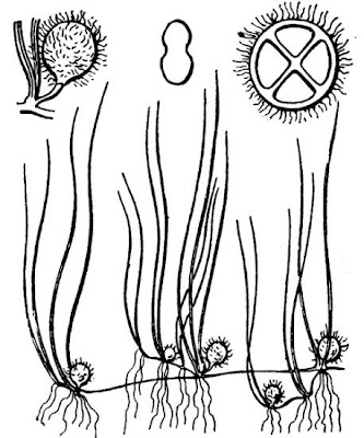 Pilularia globulifera L.