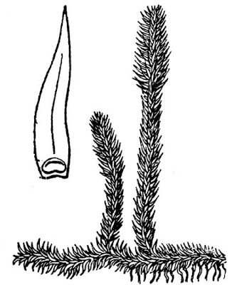 Inundated clubmoss
