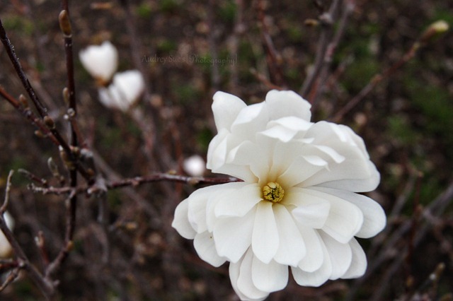 [whiteflower1[5].jpg]