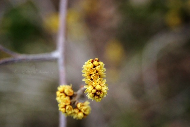 [yellowleafflowers[6].jpg]