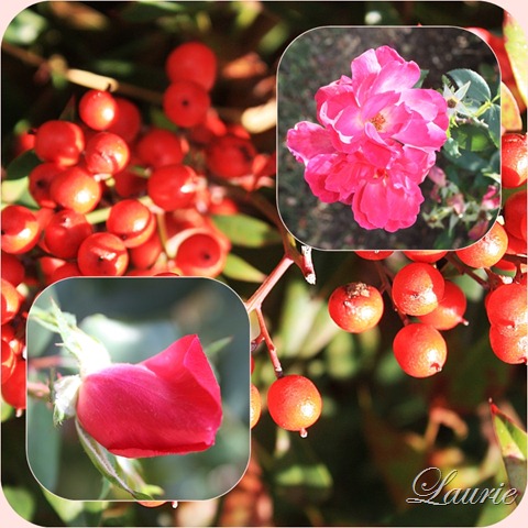 [rosesberries2.jpg]