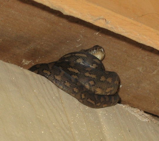 [baby snake[4].jpg]