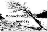 Monochrome Monday