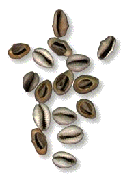 caracoles caracoles