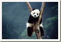 panda-sleep-2