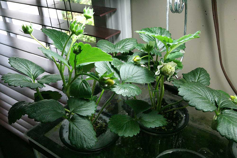 How to use net pots in aquaponics Microsoft, Salesforce Battle to Revitalize Customer Service