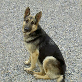 11-09-06 PUP DOG BEATS 036.jpg
