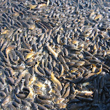 An astounding number of carp fight for position where they expect to be fed