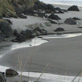 Yellow-eyed penguins waddling home