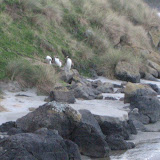 Yellow-eyed penguins gathering after a day of feeding at sea
