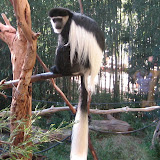 Look at the fun on this black and white colobus!