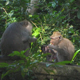 Two monkeys enjoy bananas in Monkey Forest