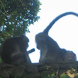 One monkey lets another monkey take a good look!