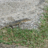A very big lizard (at least 1 foot long) crawls across the grass at Jerejak.