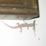 What a catch!  The food chain in action.