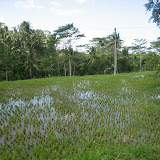 Rice fields on the side of the road