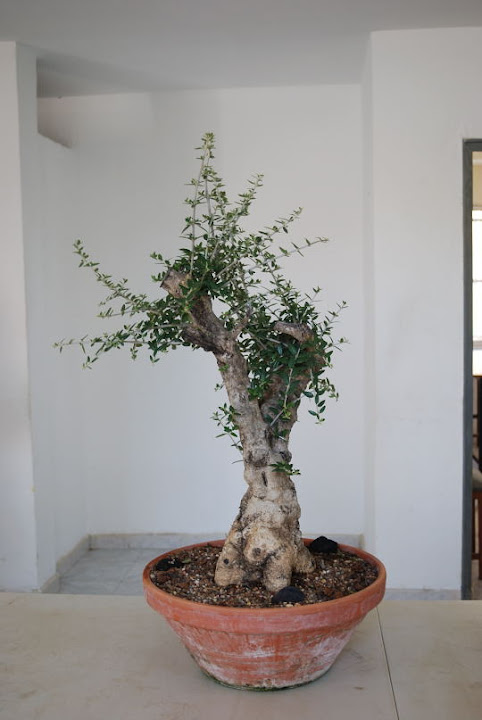 Olea europaea sylvestris, Acebuche de Nicolás López.