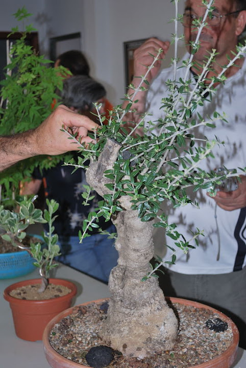 Olea europaea sylvestris, Acebuche de Nicolás López.