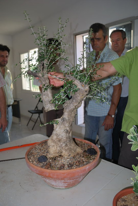 Olea europaea sylvestris, Acebuche de Nicolás López.