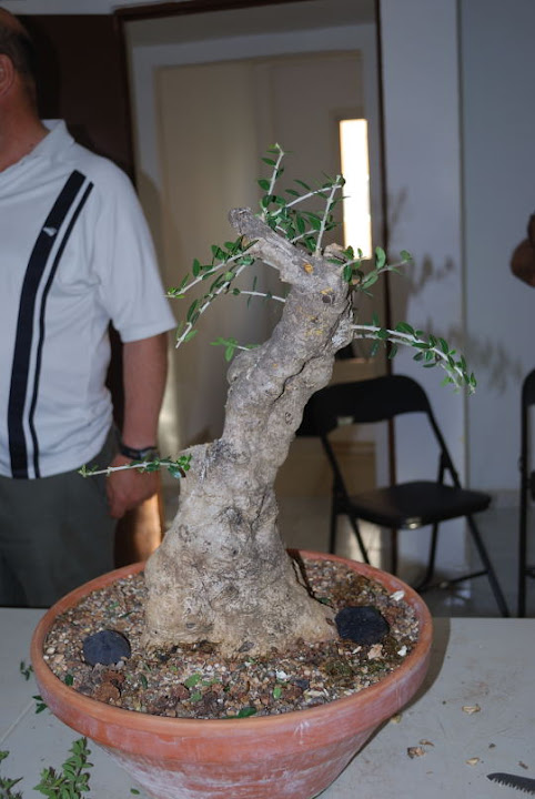 Olea europaea sylvestris, Acebuche de Nicolás López.