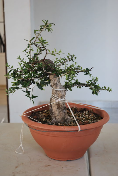 Olea europaea sylvestris, Acebuche de Nicolás López.