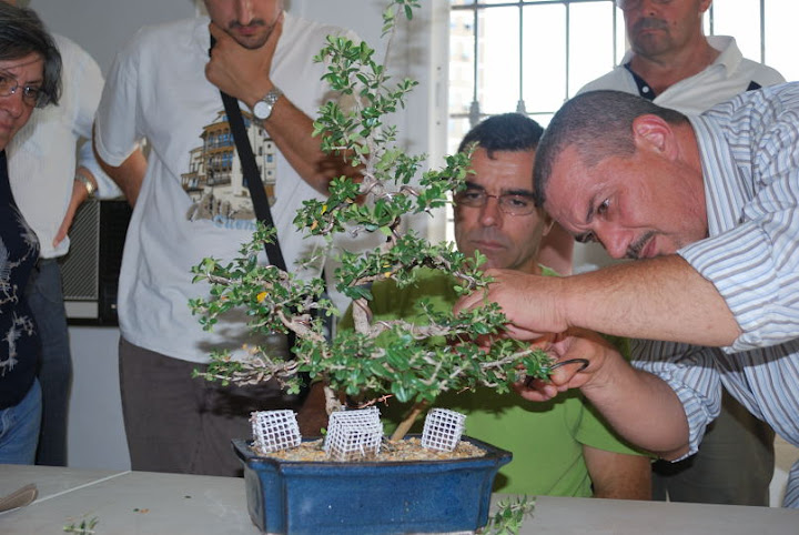 Olea europaea sylvestris, Acebuche de Manuel Vaca.
