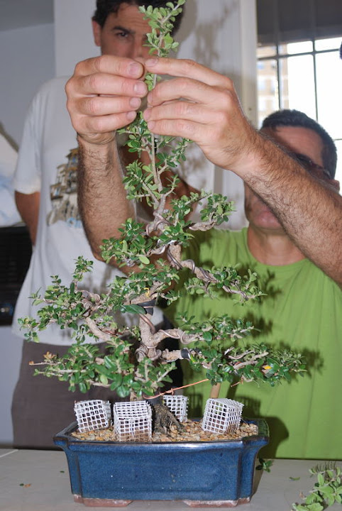 Olea europaea sylvestris, Acebuche de Manuel Vaca.