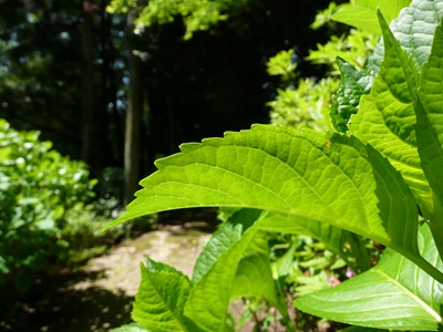 P1080457 P1080457