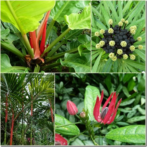宇治植物園3 宇治植物園3