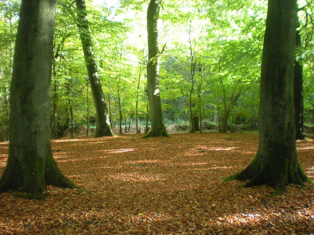 More woods